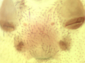 Pachygnatha degeeri